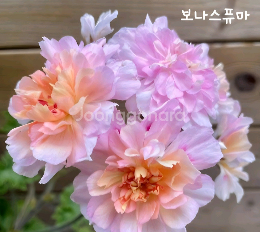 제라늄 보나스 퓨마--0