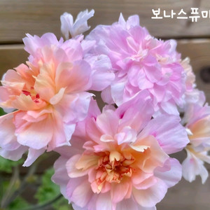 제라늄 보나스 퓨마