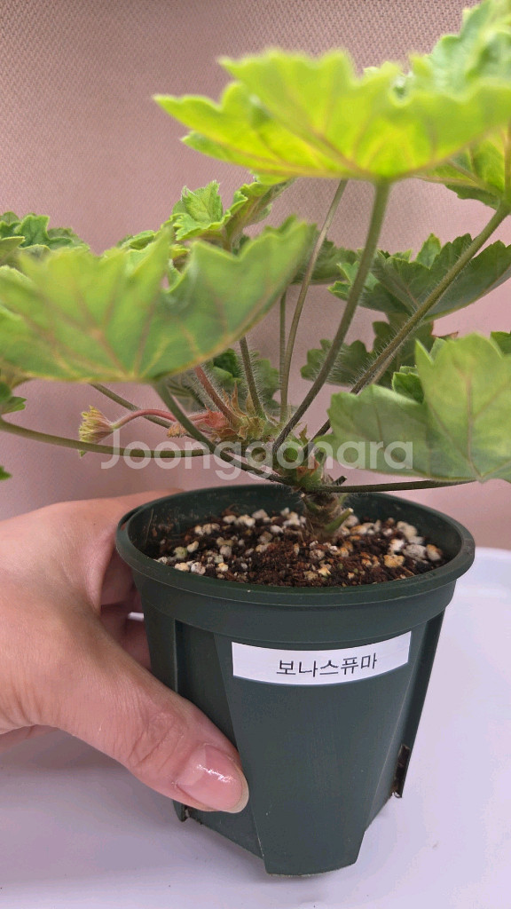제라늄 보나스 퓨마--3