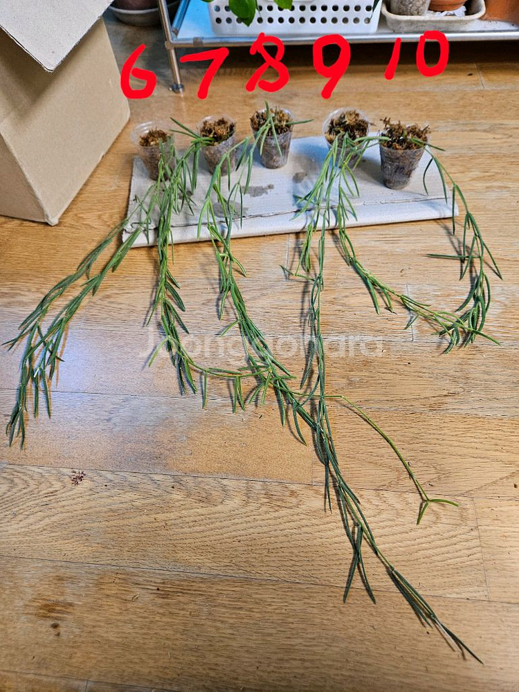 호야 리네아리스--0