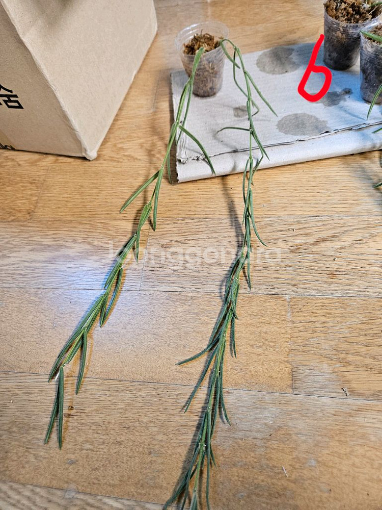 호야 리네아리스--1