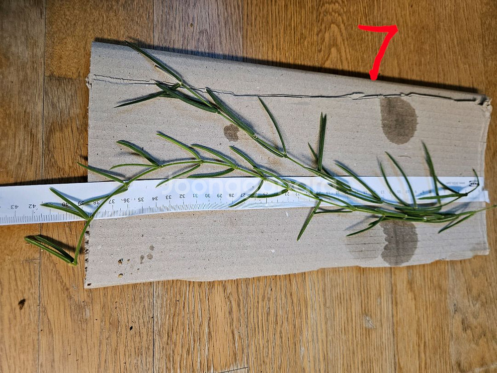 호야 리네아리스--2