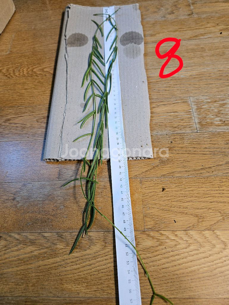 호야 리네아리스--4