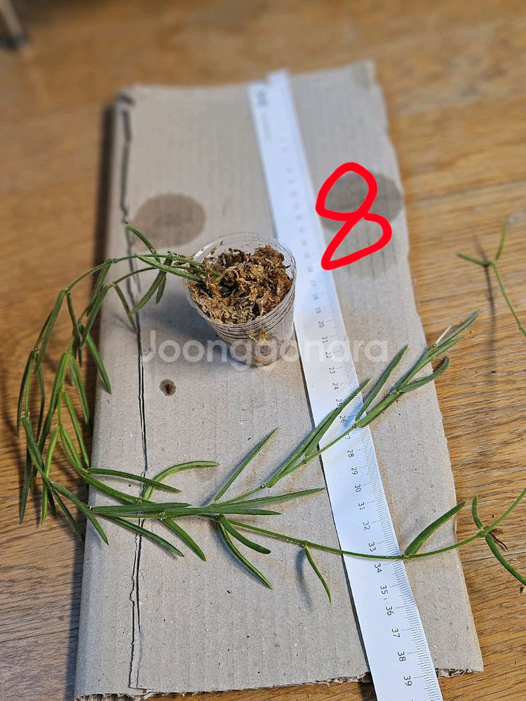 호야 리네아리스--5