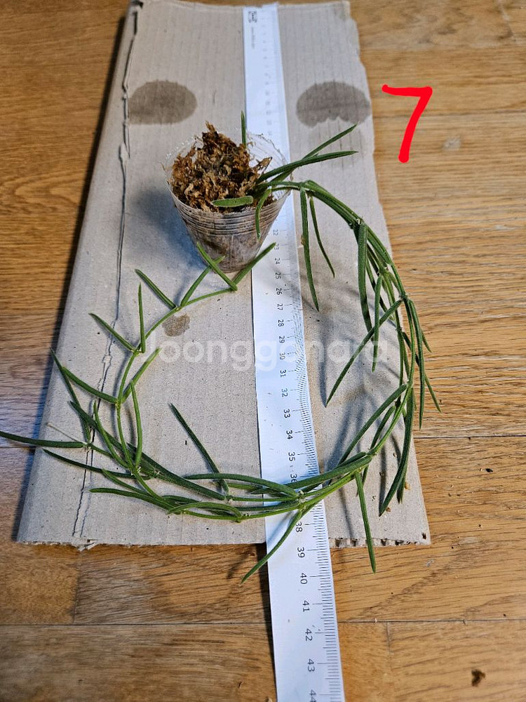 호야 리네아리스--3