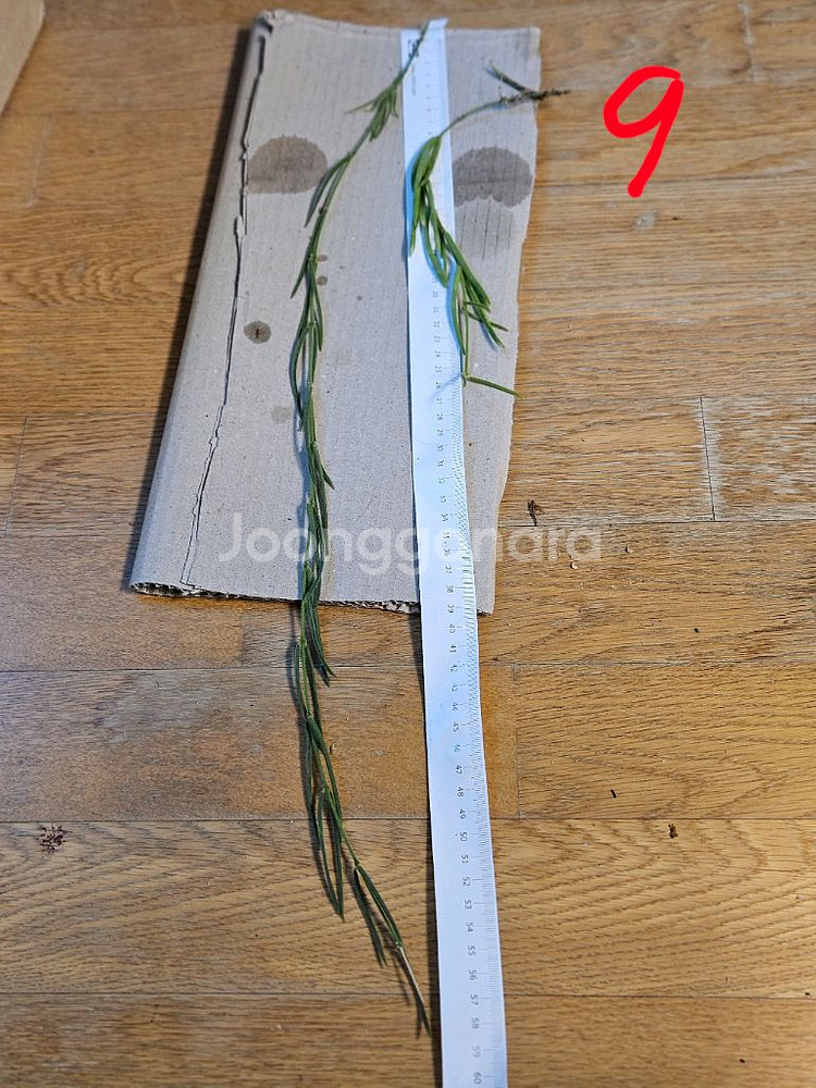 호야 리네아리스--6