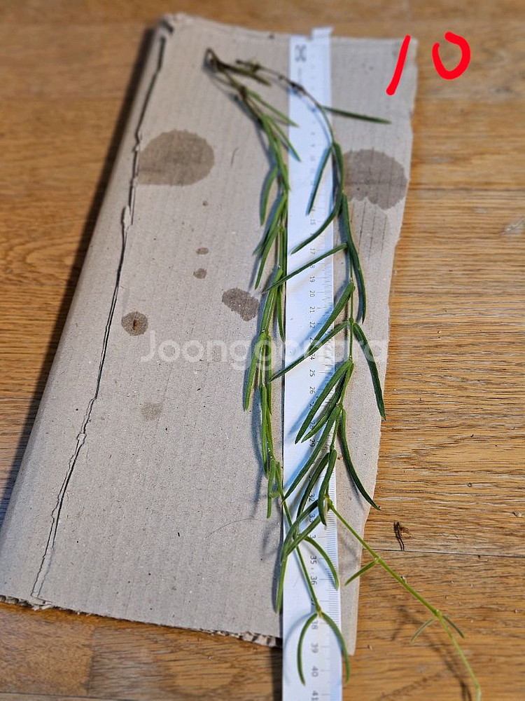 호야 리네아리스--8