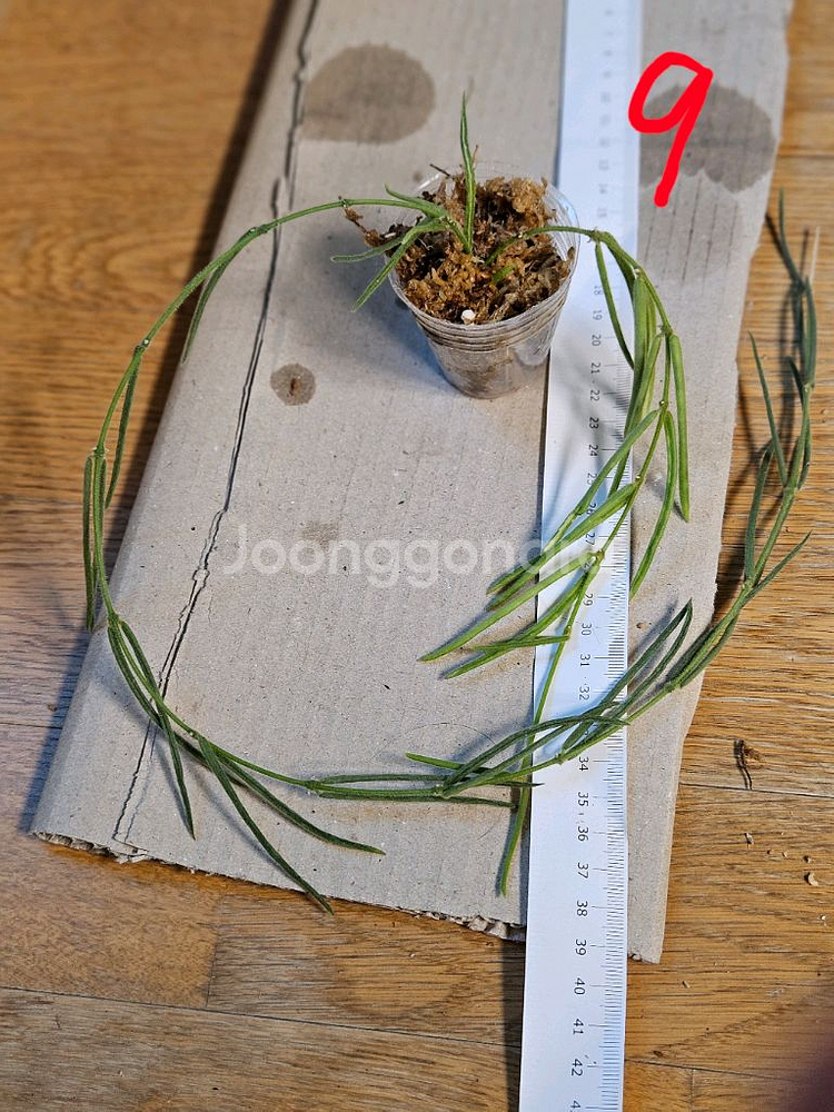 호야 리네아리스--7