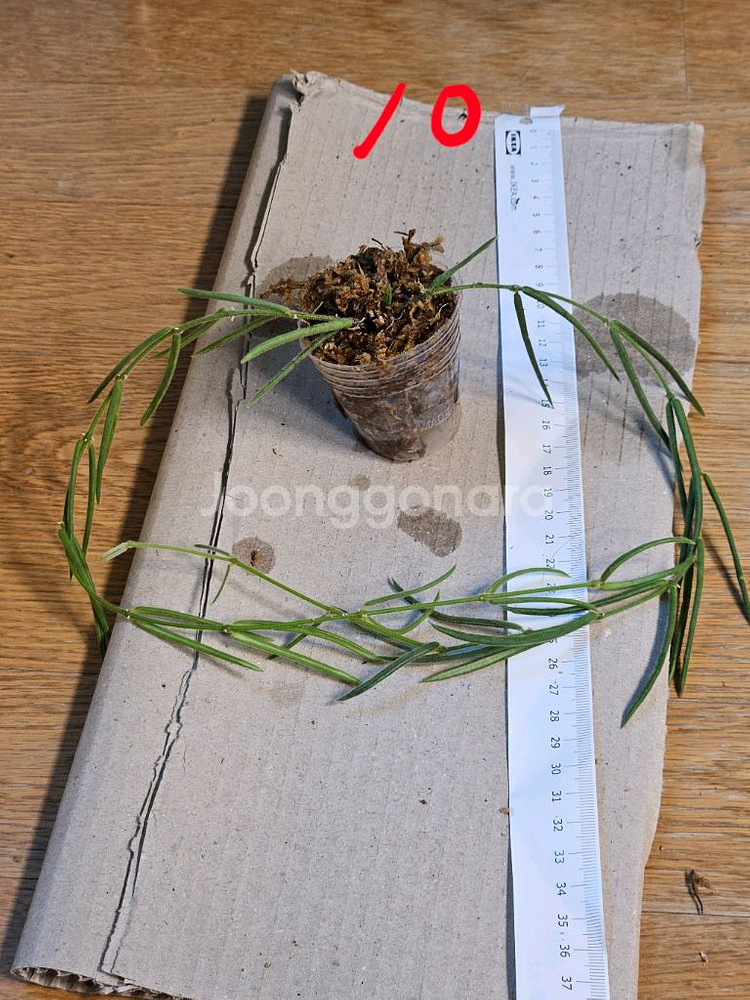 호야 리네아리스--9