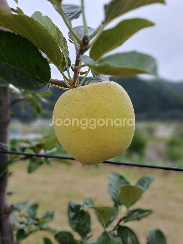 시나노 골드 사과(정선 임계) 가정용(흠과) 5~6kg--0