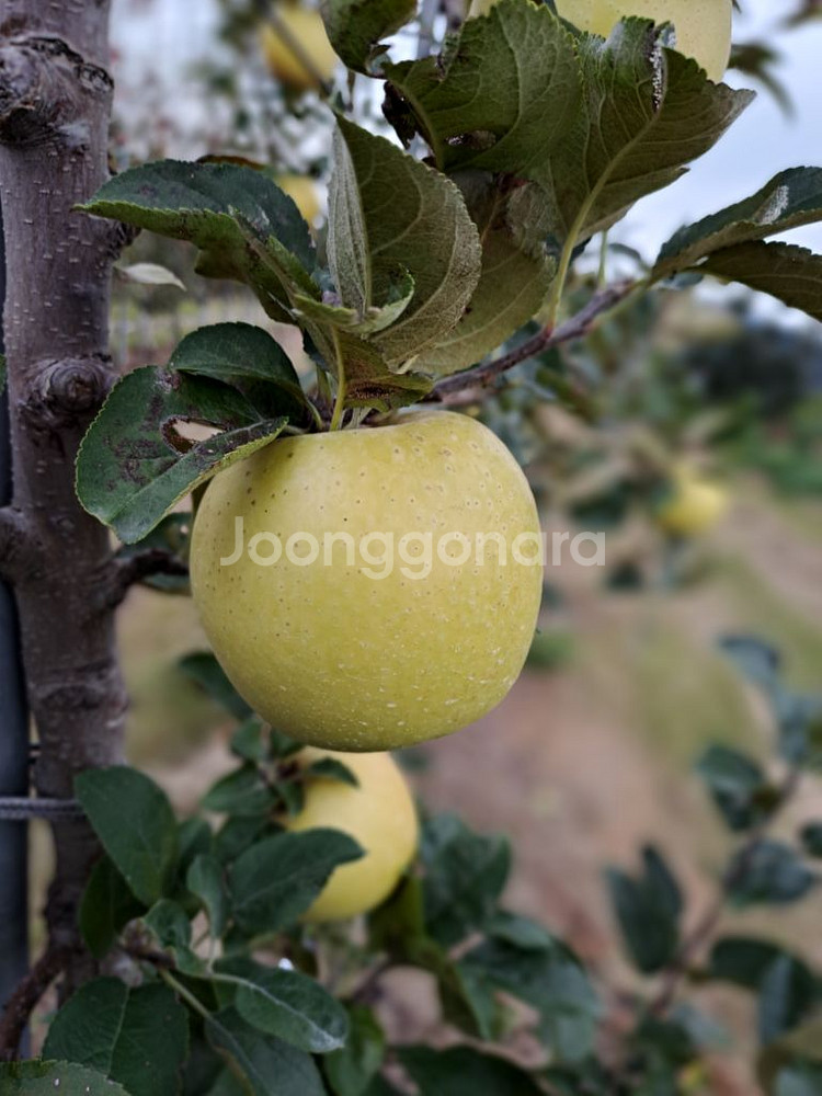 시나노 골드 사과(정선 임계) 가정용(흠과) 5~6kg--1