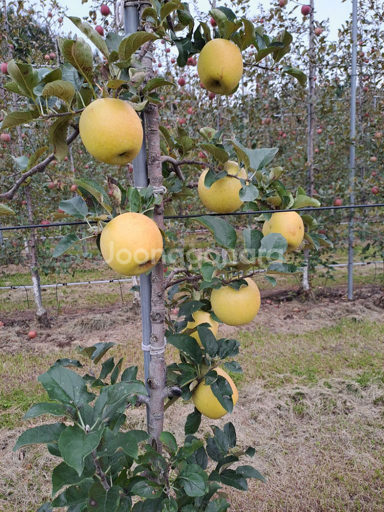시나노 골드 사과(정선 임계) 가정용(흠과) 5~6kg--2