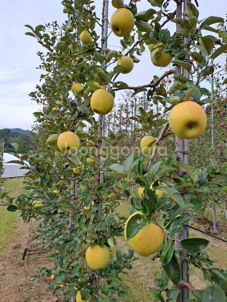 시나노 골드 사과(정선 임계) 가정용(흠과) 5~6kg--3