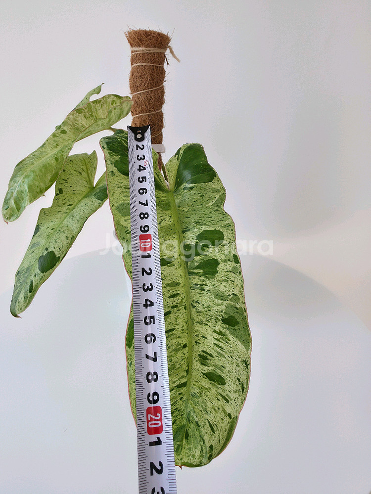 관엽 식물 ) 필로덴드론 파라이소베르디 바리에가타--4