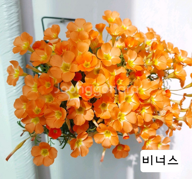 옥살리스 고급종 사랑초 구근6종-1세트--7