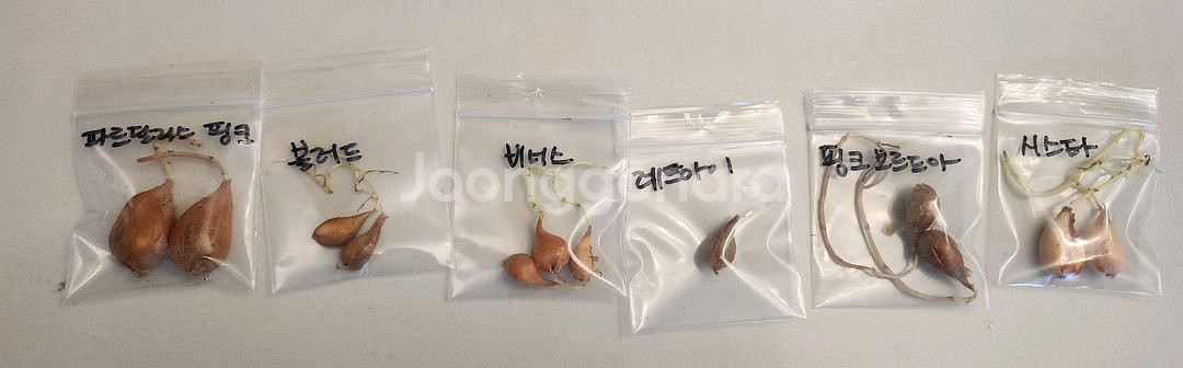 옥살리스 고급종 사랑초 구근6종-1세트--2