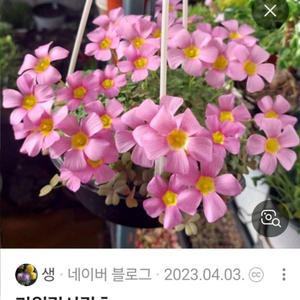 옵투사 겨울 사랑초 17종