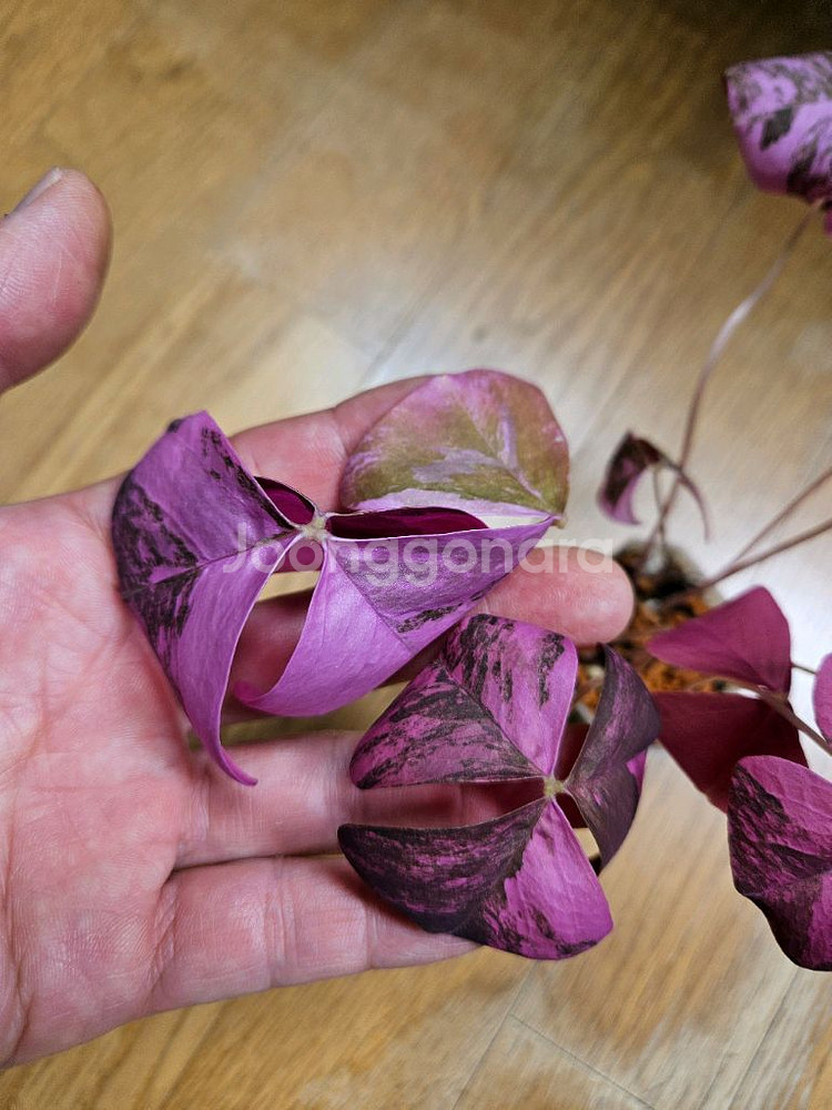 옥살리스 바리에가타 (핑크 무늬 사랑초)--1