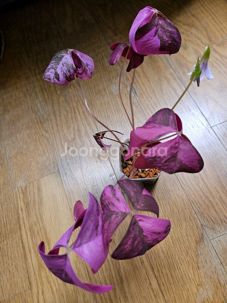 옥살리스 바리에가타 (핑크 무늬 사랑초)--0