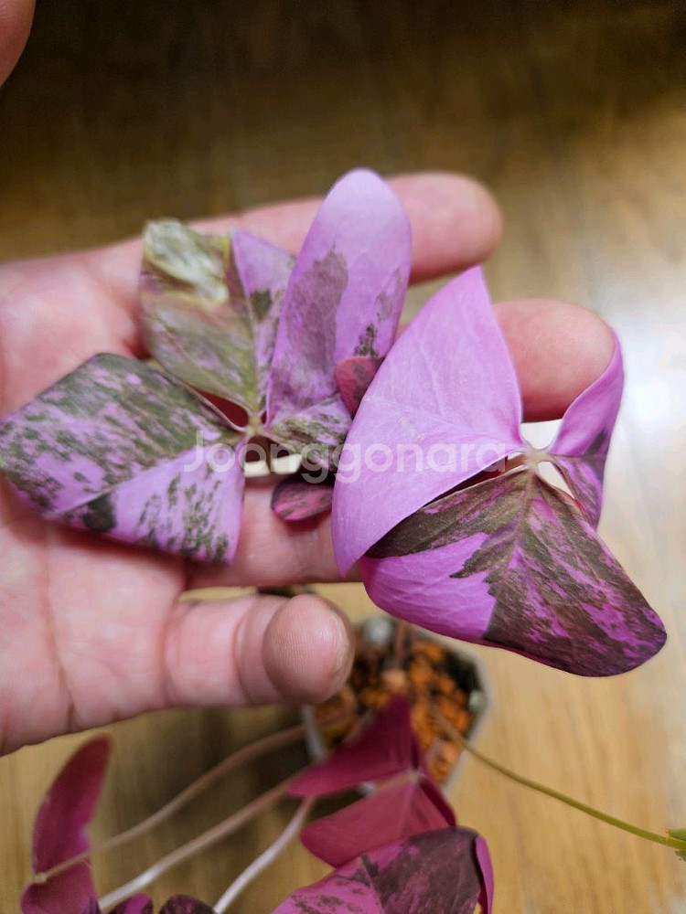 옥살리스 바리에가타 (핑크 무늬 사랑초)--3