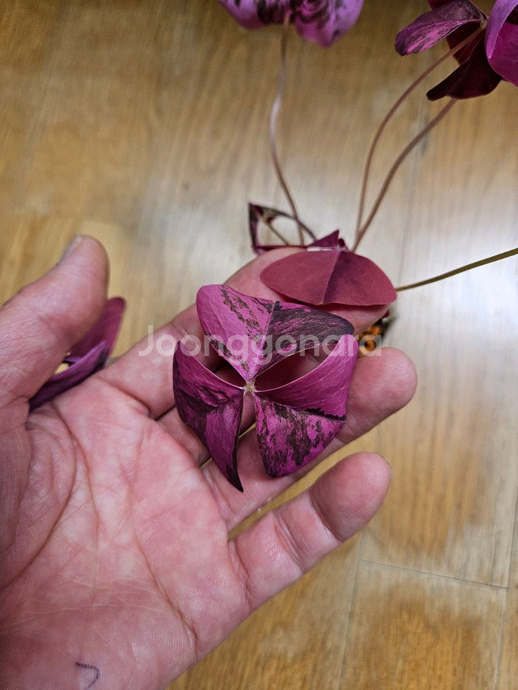 옥살리스 바리에가타 (핑크 무늬 사랑초)--2