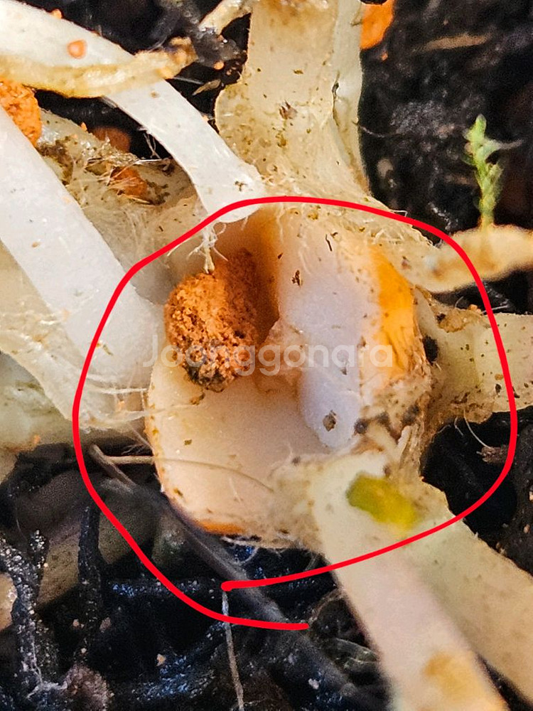 옥살리스 바리에가타 (핑크 무늬 사랑초)--5