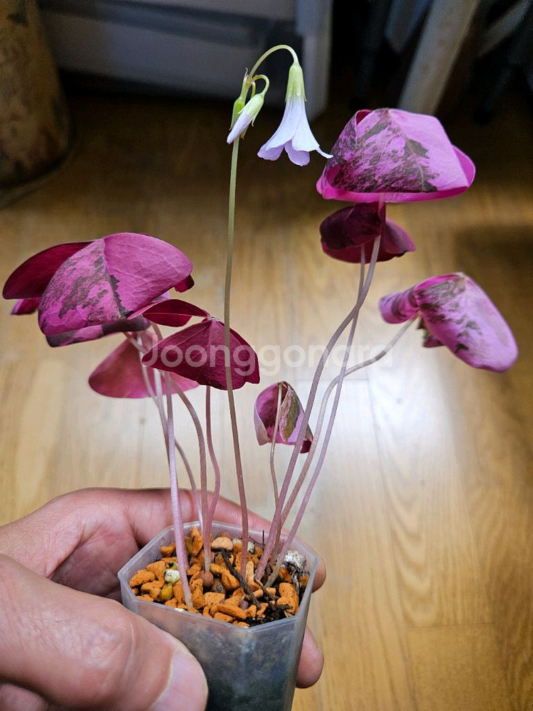 옥살리스 바리에가타 (핑크 무늬 사랑초)--4