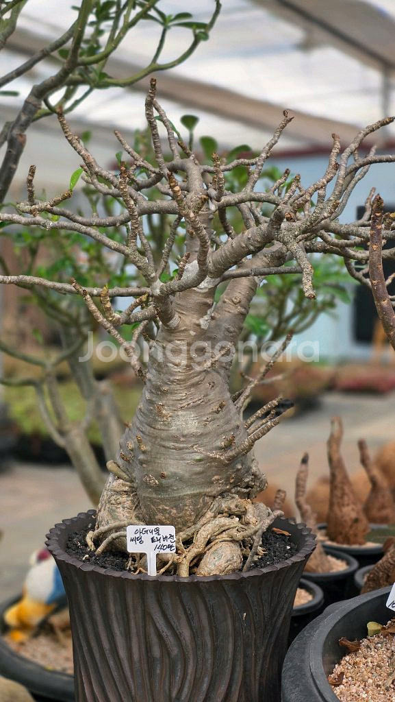 아데니움 트리 씨딩 (아프리카식물/코덱스)--0