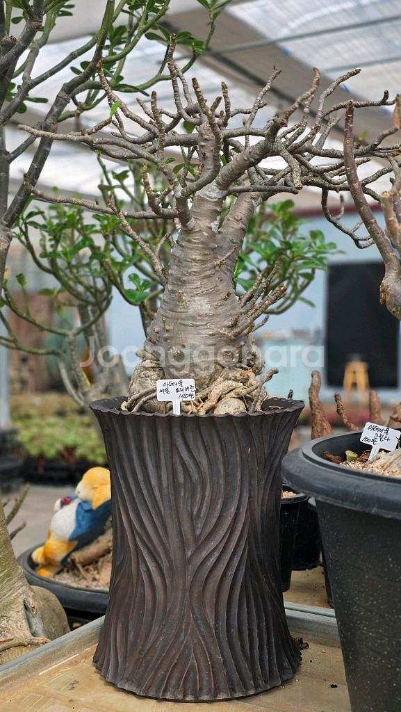 아데니움 트리 씨딩 (아프리카식물/코덱스)--1