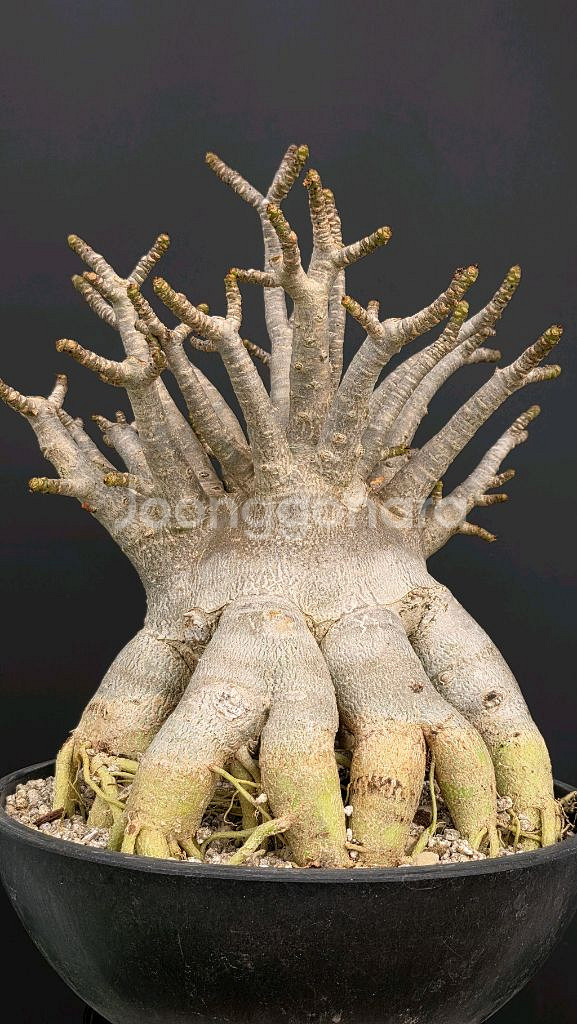 아데니움 고질라 대품 (아프리카식물/코덱스)--0