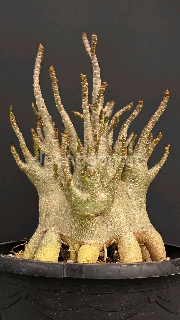 아데니움 고질라 대품 (아프리카식물/코덱스)--1