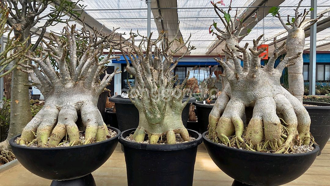 아데니움 고질라 대품 (아프리카식물/코덱스)--2