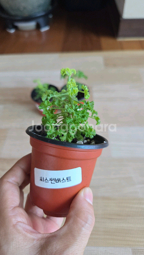 센티드제라늄(시스썬버스트. 핑거볼제라늄 콴탁메이)5개세--4