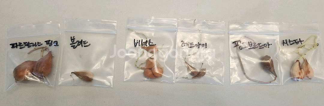 옥살리스 고급종 사랑초 구근6종-1세트--1