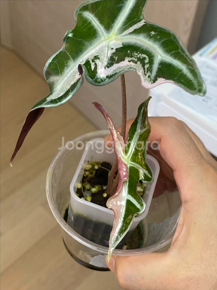 알로카시아 노빌리스핑크 바리에가타(안스,호야x)--1