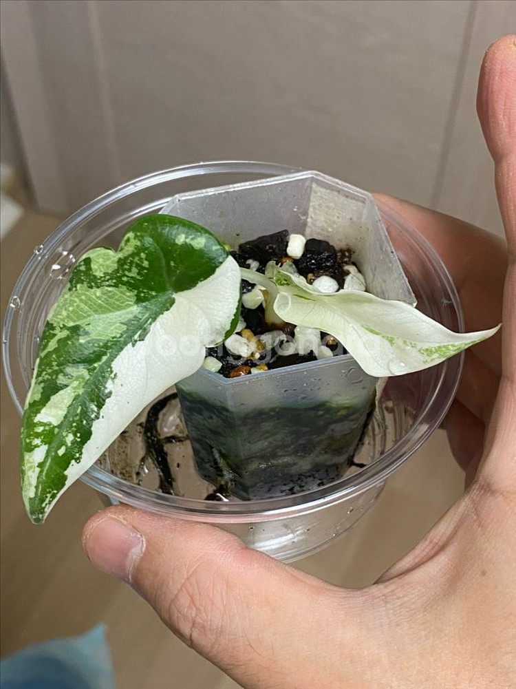 알로카시아 마하라니 바리에가타(안스,호야x)--1