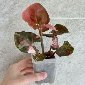 싱고니움 핑크쥬얼리