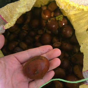 햇밤 10kg