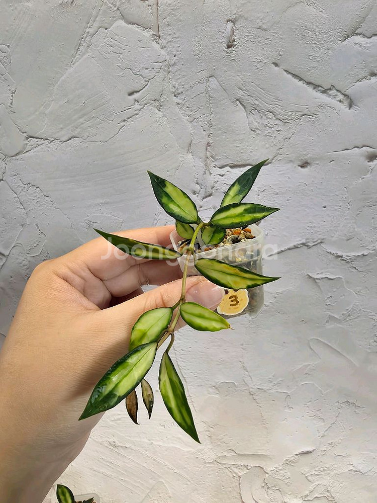 호야 라쿠노사 바리에가타--3