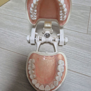 닛신 덴티폼 수기구 카세트 프랩치아 모형