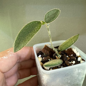 호야 톰소니 스프레쉬 핑크 택포