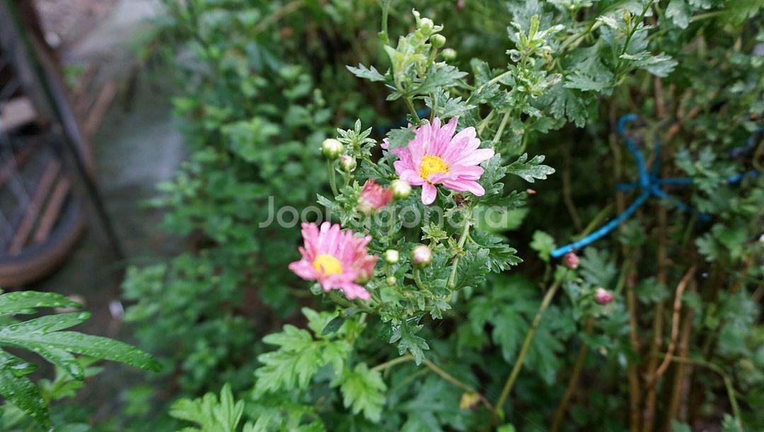소니 A5100 미러리스 카메라 컷수 1691--9