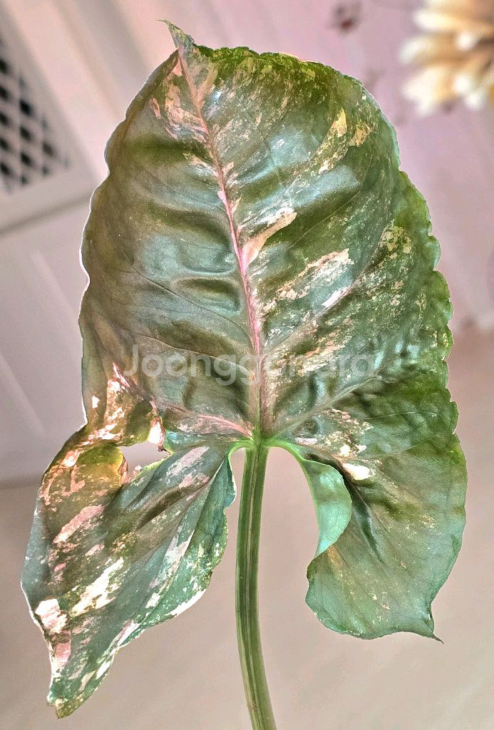 싱고니움 핑크쥬얼리--0