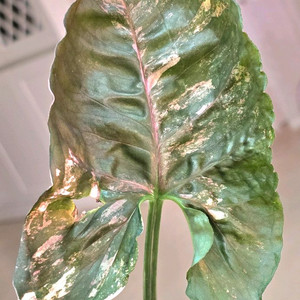 싱고니움 핑크쥬얼리