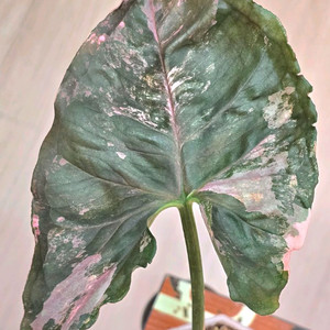 싱고니움 핑크쥬얼리