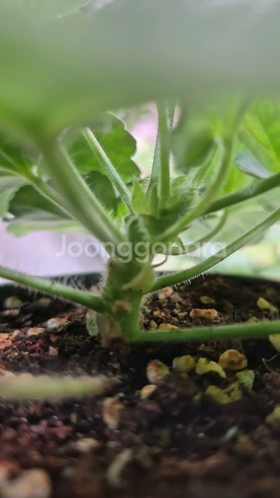 제라늄. 14.20--3