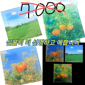잠시추가할인)일괄시 무료배송 제주 컵받침 코스터인테리어