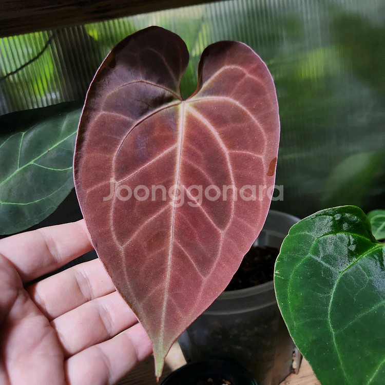 안스리움 파필리라미넘 하브--0