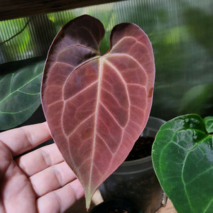 안스리움 파필리라미넘 하브