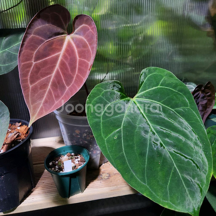 안스리움 파필리라미넘 하브--1